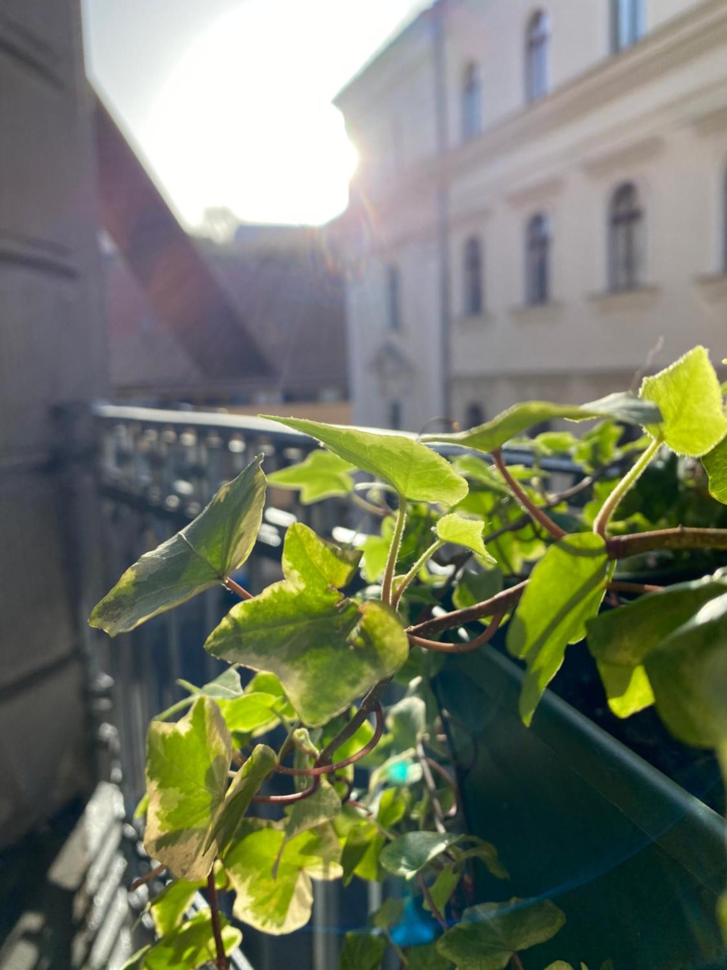 Sunny Near The Castle * Будапешт
